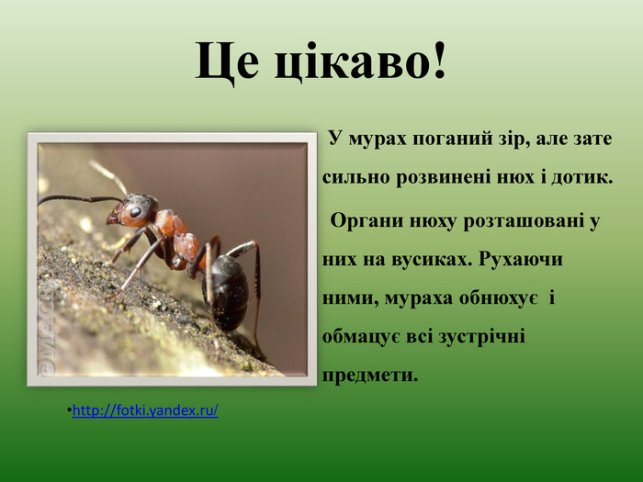 Презентація " Як живуть мурахи""